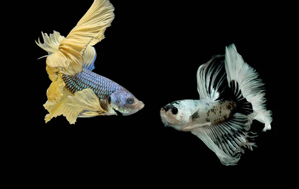 Σιαμαίοι Καταπολέμηση Ψάρια Μαύρο Φόντο Betta Splendens Ψάρι Betta Μισό — Φωτογραφία Αρχείου