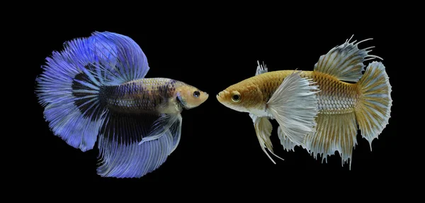 Siamese Vechten Vis Zwarte Achtergrond Betta Splendens Betta Vis Half Rechtenvrije Stockafbeeldingen