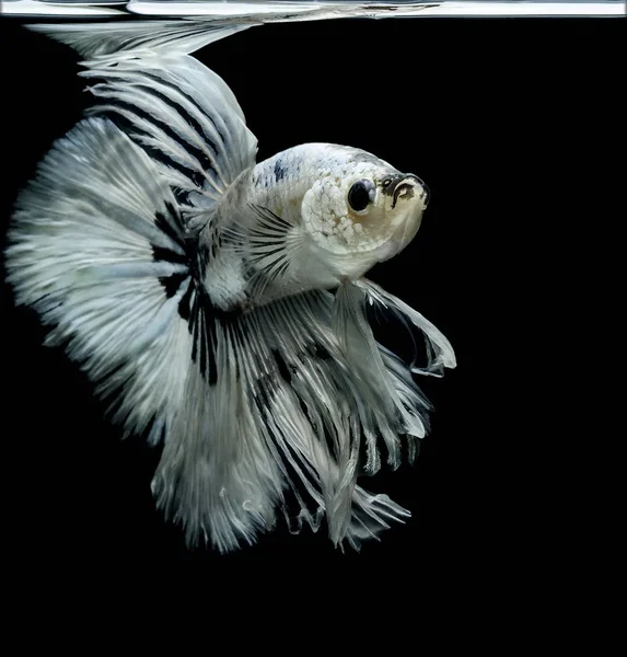 Siamese Fighting Fish Black Backdrop Betta Splendens Betta Fish Halfmoon — Stock Photo, Image