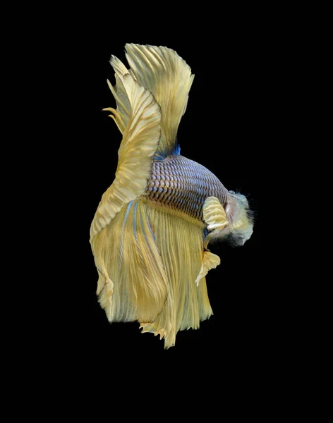 Ikan Siam Bertarung Melawan Ikan Kuning Betta Splendens Betta Fish — Stok Foto