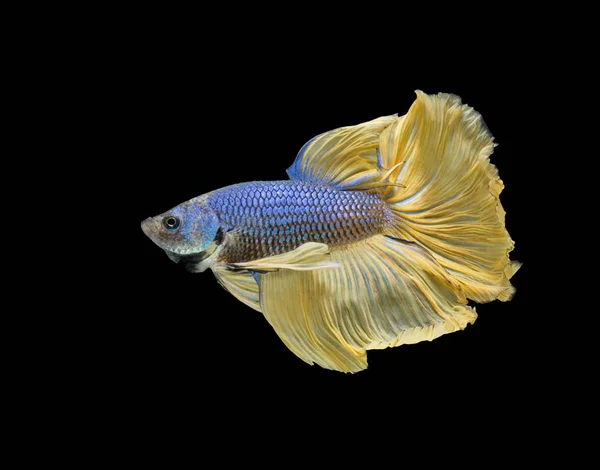 Siamesi Combattono Pesci Combattono Pesci Gialli Betta Splendens Betta Fish — Foto Stock