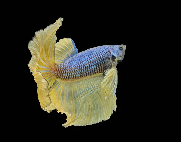 싸우는 물고기 노란색 물고기 Betta Splendens Betta 물고기 Betta — 스톡 사진