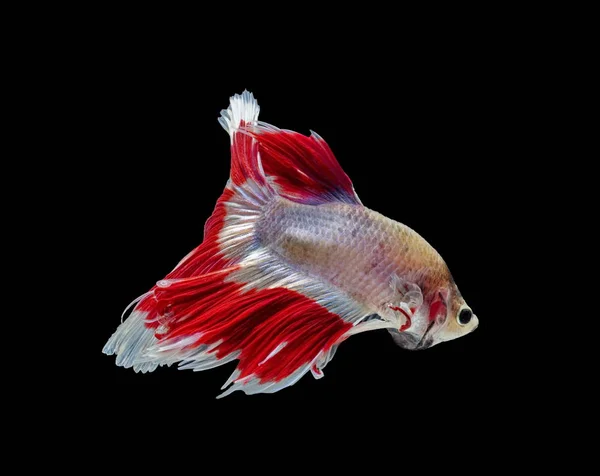 Siamesisk Kampfisk Kampen Kungsfisken Betta Splendens Betta Fisk Halfmoon Betta — Stockfoto