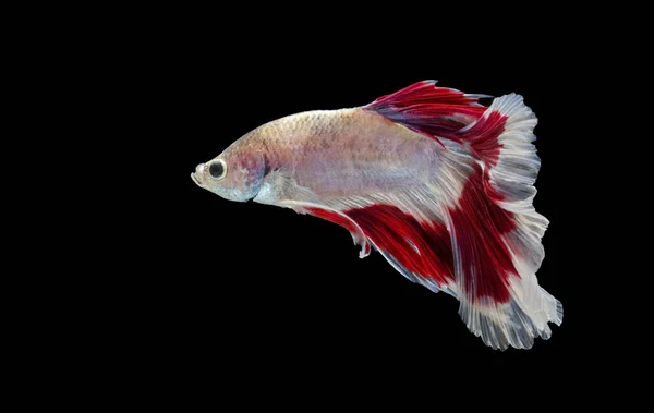 Siyam Mücadele Balık Mücadele Kırmızı Balık Betta Splendens Daha Iyi — Stok fotoğraf