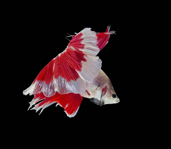 싸우는 물고기 싸움의 물고기 Betta Splendens Betta 물고기 Betta — 스톡 사진