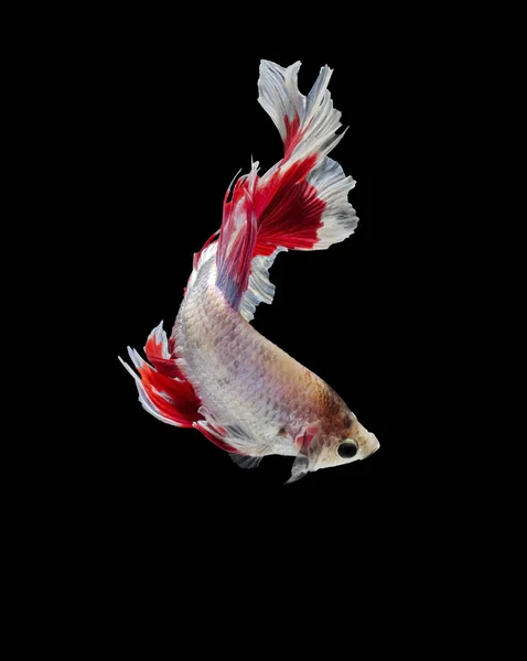 Combat Poissons Siamois Poisson Rouge Betta Splendens Betta Fish Halfmoon — Photo