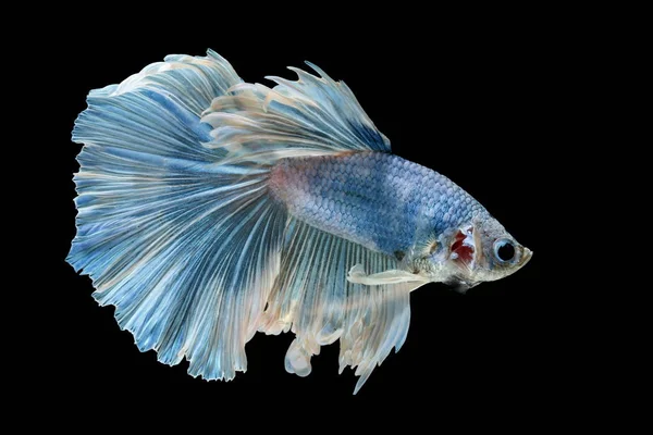 シャムの戦いの魚と戦う青魚 Splendens のベタの魚 ハーフムーン — ストック写真