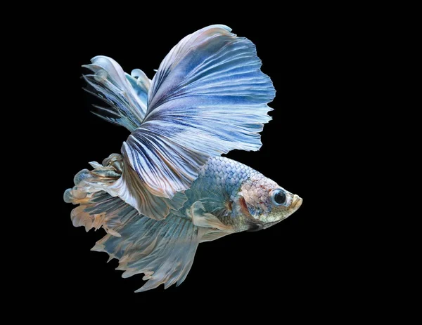 Siamesi Combattono Pesci Combattono Pesci Azzurri Betta Splendens Betta Fish — Foto Stock