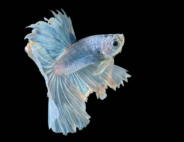 Bojownik Wspaniały Walki Niebieski Ryb Betta Splendens Betta Ryb Halfmoon — Zdjęcie stockowe