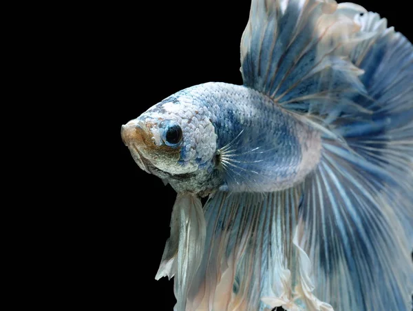 Les Siamois Combattent Poisson Bleu Betta Splendens Betta Fish Halfmoon — Photo