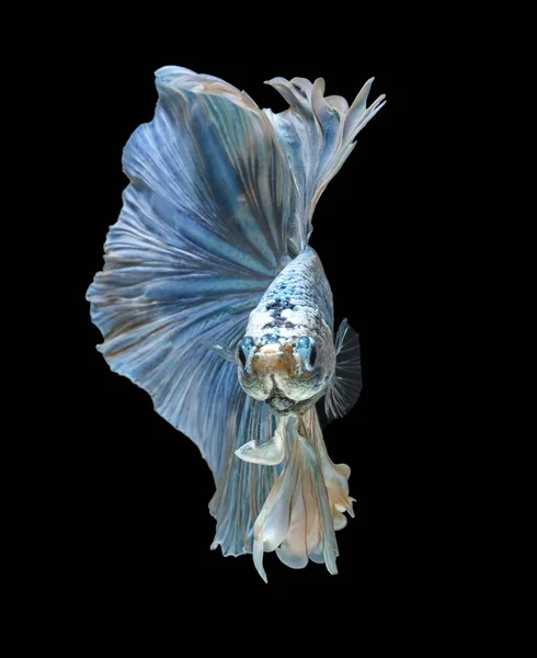 Siamesischer Kampffisch Kämpft Gegen Blauen Fisch Betta Splendens Betta Fish — Stockfoto
