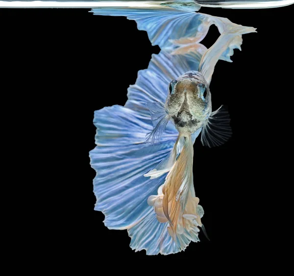 Siamesischer Kampffisch Kämpft Gegen Blauen Fisch Betta Splendens Betta Fish — Stockfoto