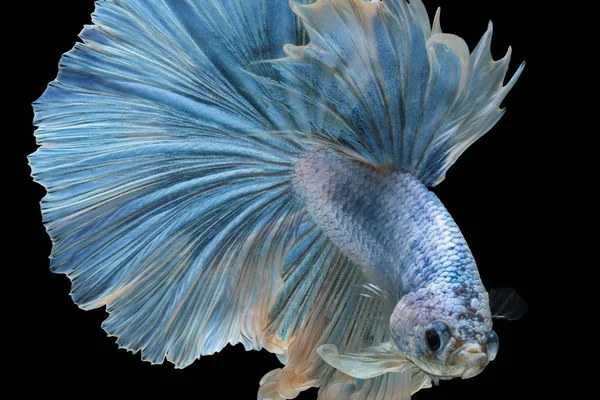 Siyam Mücadele Balık Mücadele Mavi Balık Betta Splendens Daha Iyi — Stok fotoğraf