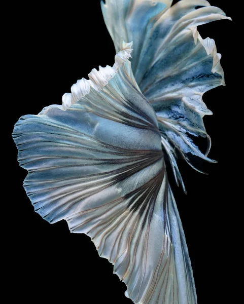 Siamese fighting fish fight blue fish, Betta splendens, Betta fish, Halfmoon Betta.