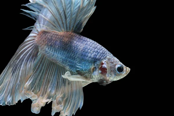 Siamesi Combattono Pesci Combattono Pesci Azzurri Betta Splendens Betta Fish — Foto Stock