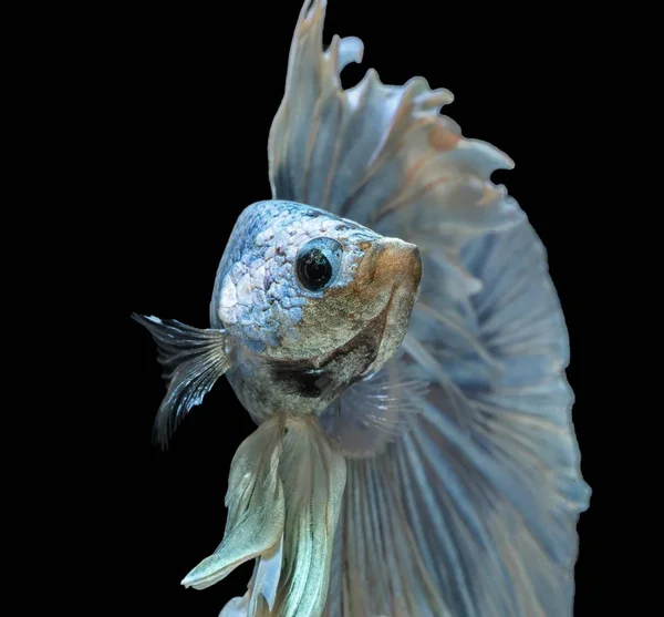 Siamese Fighting Fish Fight Blue Fish Betta Splendens Betta Fish — Stock Photo, Image