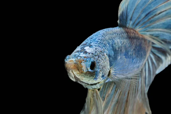 Peixes Siameses Lutam Contra Peixes Azuis Betta Splendens Betta Fish — Fotografia de Stock