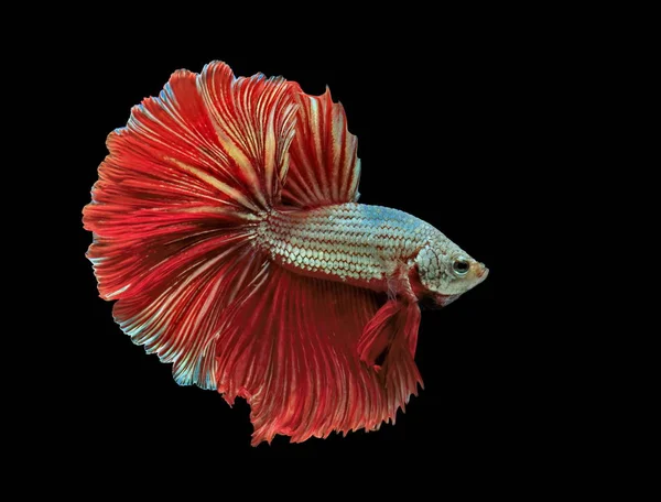 Siamesischer Kampffisch Roter Fisch Schwarzer Hintergrund Betta Splendens Betta Fish — Stockfoto
