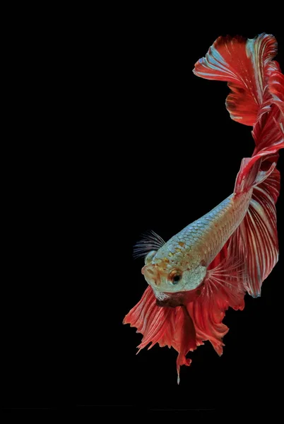 Peces Siameses Peces Rojos Fondo Negro Betta Splendens Betta Fish — Foto de Stock