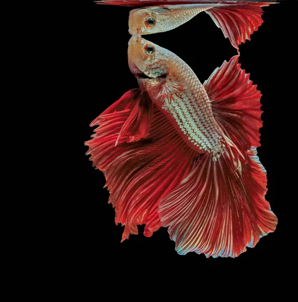 Peces Siameses Peces Rojos Fondo Negro Betta Splendens Betta Fish — Foto de Stock