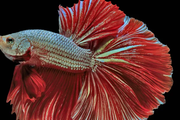 Siamese fighting fish, red fish, black background Betta splendens, Betta Fish, Halfmoon Betta.