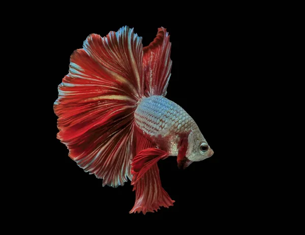 Siamesischer Kampffisch Roter Fisch Schwarzer Hintergrund Betta Splendens Betta Fish — Stockfoto
