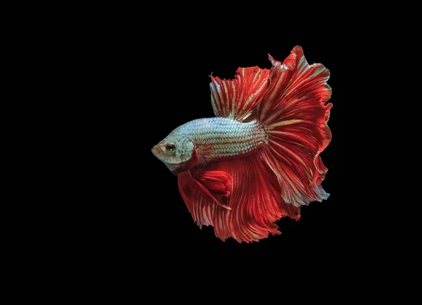 Siamese Μάχη Ψάρι Κόκκινο Ψάρι Μαύρο Φόντο Betta Splendens Ψάρια — Φωτογραφία Αρχείου