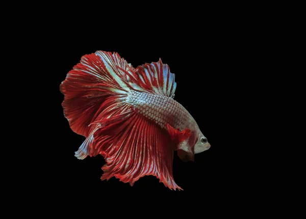 Siyam Mücadele Balık Kırmızı Balık Siyah Arka Plan Betta Splendens — Stok fotoğraf