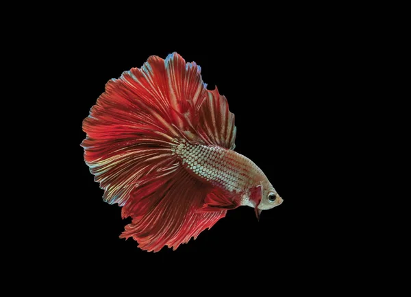 Siamese Fighting Vissen Rode Vis Zwarte Achtergrond Betta Splendens Betta — Stockfoto