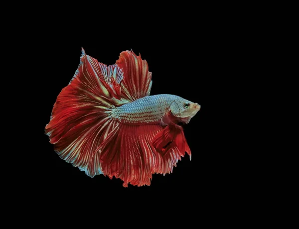 Siyam Mücadele Balık Kırmızı Balık Siyah Arka Plan Betta Splendens — Stok fotoğraf
