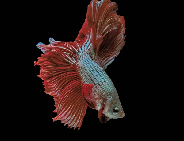 Peces Siameses Peces Rojos Fondo Negro Betta Splendens Betta Fish — Foto de Stock