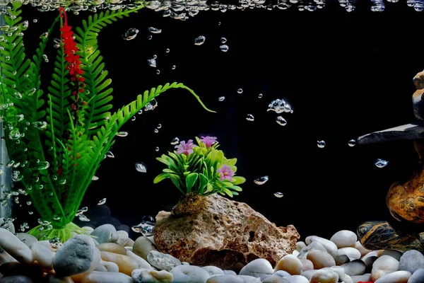 Fish Tank Decor Gravel Tree Bubbles Black Backdrop — Stock Photo, Image
