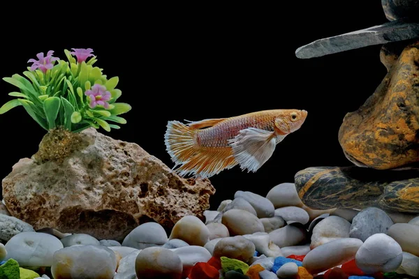 Kampffische Siamesische Fische Einem Mit Kieselsteinen Und Bäumen Dekorierten Fischbecken — Stockfoto