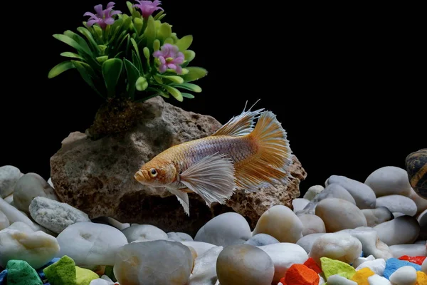 Fighting Fish Siamese Fish Fish Tank Decorated Pebbles Trees Black — Stock Photo, Image