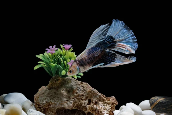 Fighting Fish Siamese Fish Fish Tank Decorated Pebbles Trees Black — Stock Photo, Image