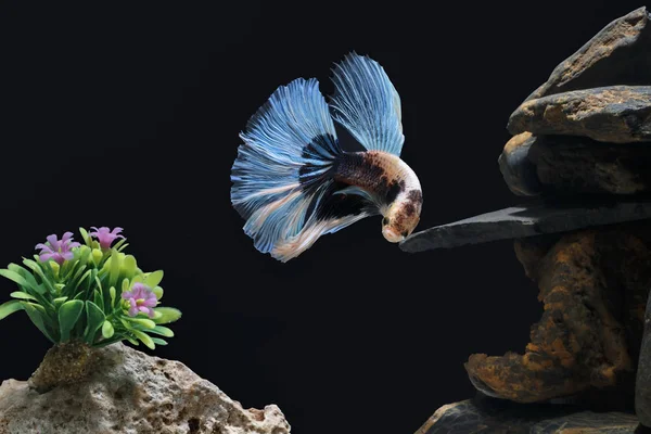 Боротьба Рибою Сіамські Риби Садок Риби Прикрашають Галькою Дерев Чорний — стокове фото
