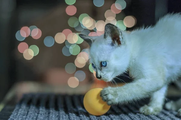 Gatinho Branco Com Fundo Bokeh — Fotografia de Stock