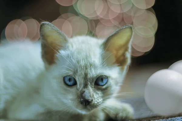 Bokeh Zemin Ile Beyaz Yavru Kedi — Stok fotoğraf