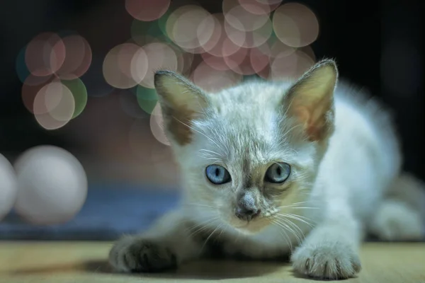White Kitten Bokeh Backdrop — Stock Photo, Image