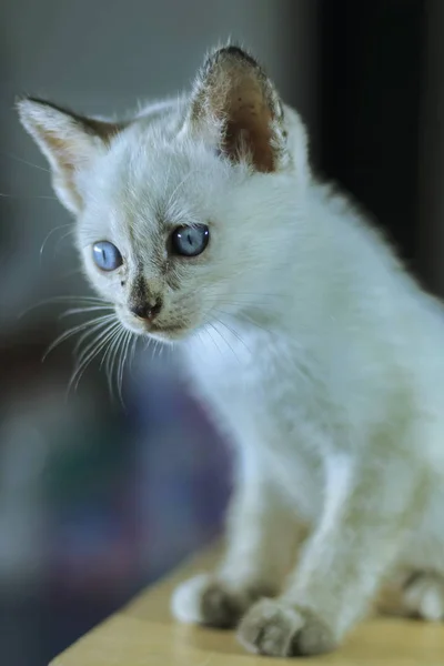 Bokeh Zemin Ile Beyaz Yavru Kedi — Stok fotoğraf