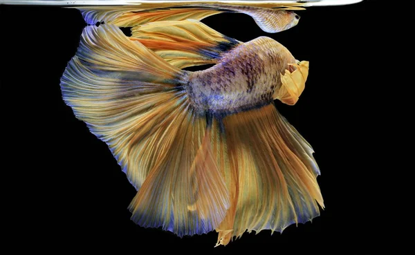 싸우는 물고기 Yellew 물고기 Betta Splendens Betta 물고기 Betta — 스톡 사진