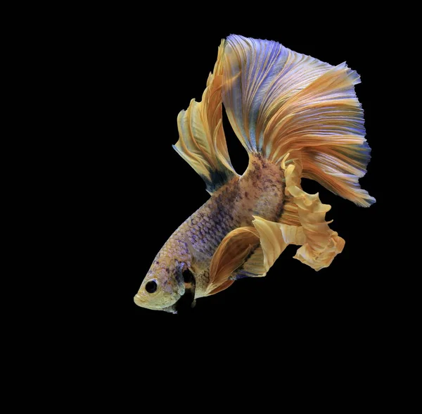 Siamesischer Kampffisch Gelber Fisch Schwarzer Hintergrund Betta Splendens Betta Fish — Stockfoto