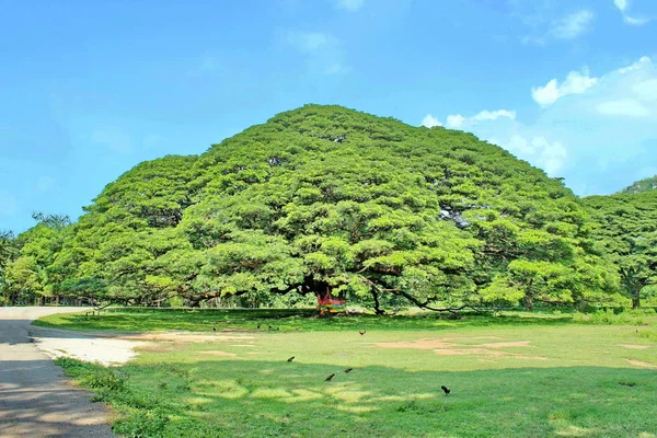 A large tree, 100 years old or Jamjuree in Kanchanaburi, Thailand, open to tourists.