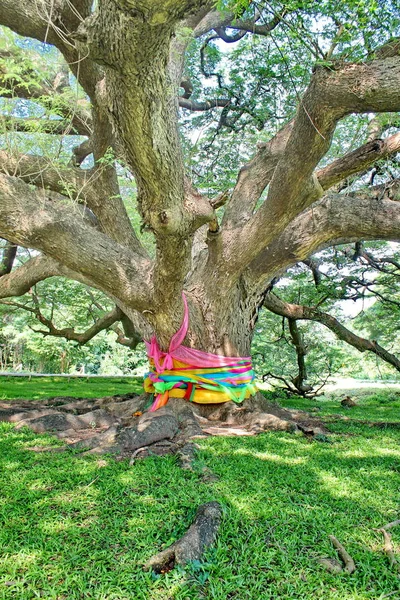 Grand Arbre 100 Ans Jamjuree Kanchanaburi Thaïlande Ouvert Aux Touristes — Photo