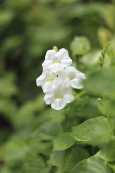 White Flowers Green Foliage Beautiful Backdrop — Stock Photo, Image