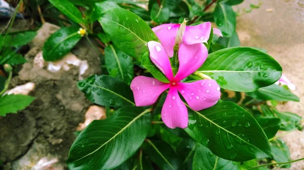 Close Beautiful Pink Flowers Vinca — Stock Photo, Image