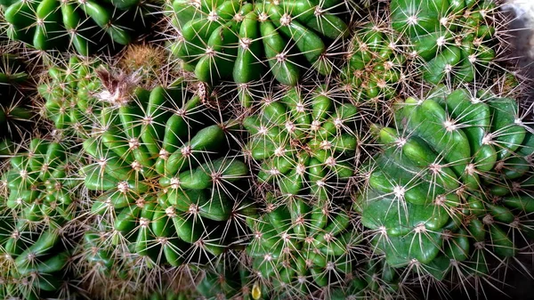 Kaktusz Egy Szikla — Stock Fotó