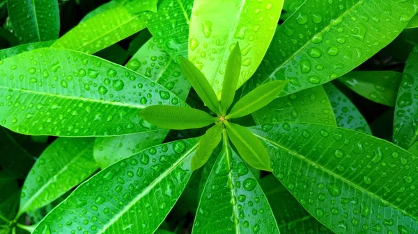 Top Leaves Alstonia Scholaris — Stock Photo, Image