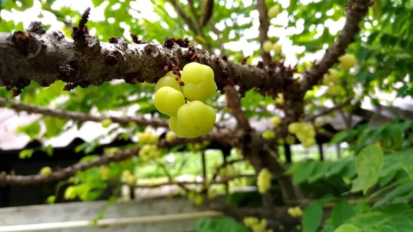 Frische Sterne Stachelbeere Früchte Auf Baum Auf Dem Hintergrund Der — Stockfoto