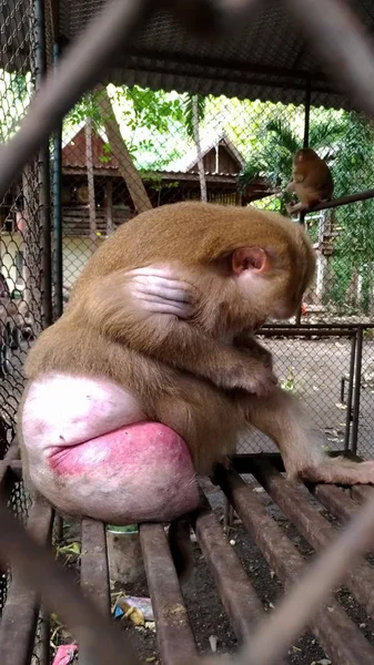 Macaco Está Preso Dentro Gaiola — Fotografia de Stock